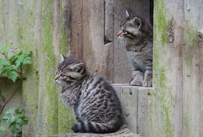 Wildkatzenjunge in einem Tierpark