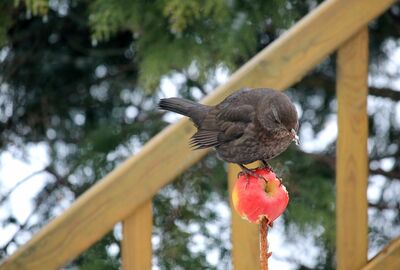 Amsel bepickt ganzen Apfel