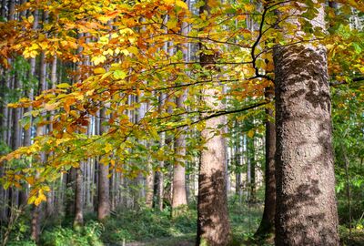 Mischwald - der bevorzugte Lebensraum des Siebenschläfers