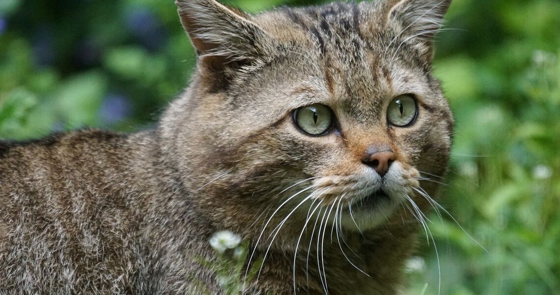 Europäische Wildkatze