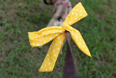 Gelbe Schleife mit weißen Punkten an der Leine eines Hundes