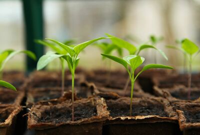 Pflanzen-Ableger wachsen aus der Erde heraus